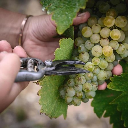 Rochefort-sur-Loire Vignoble Chateau Piegue - Winery المظهر الخارجي الصورة