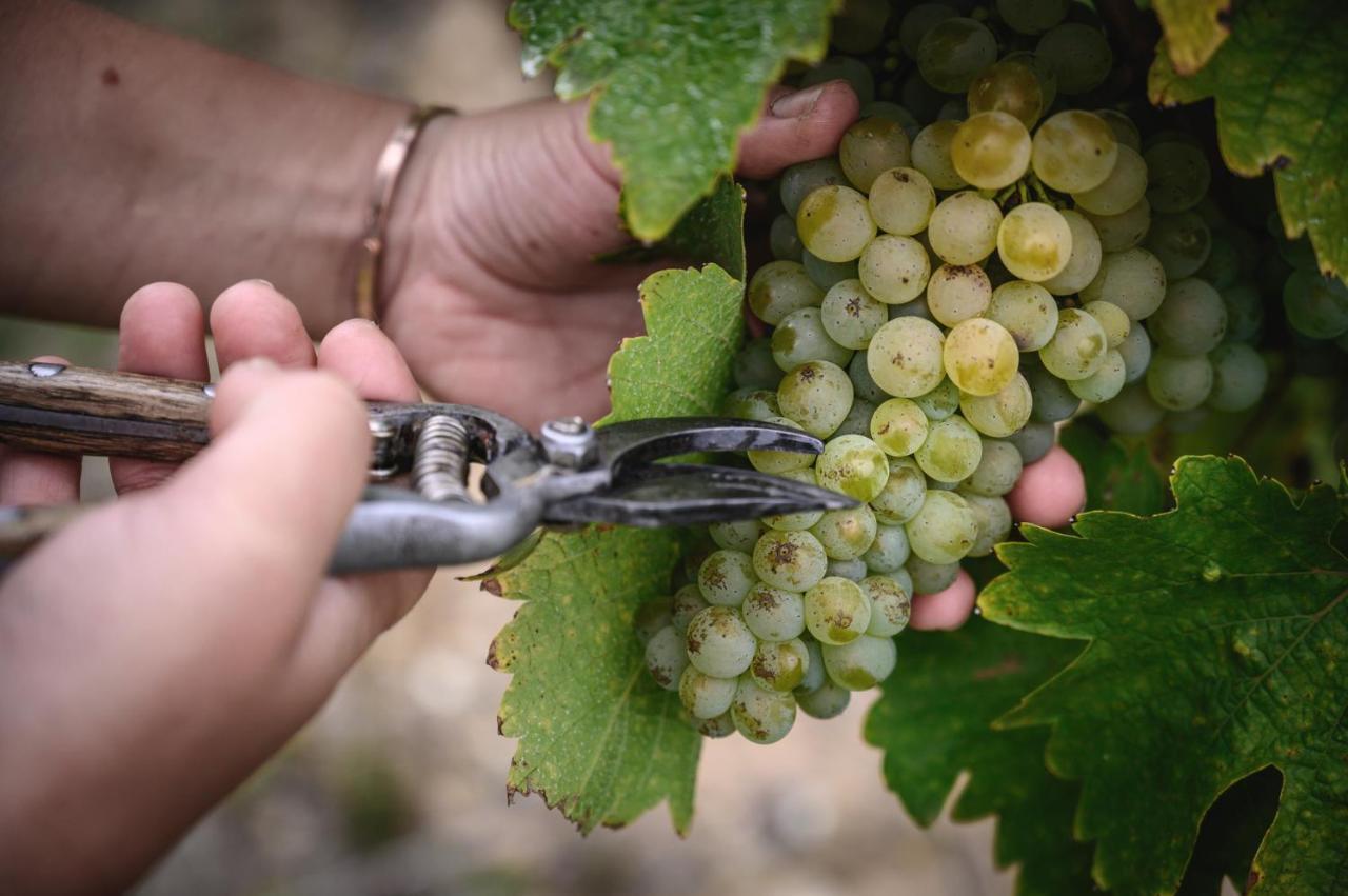 Rochefort-sur-Loire Vignoble Chateau Piegue - Winery المظهر الخارجي الصورة