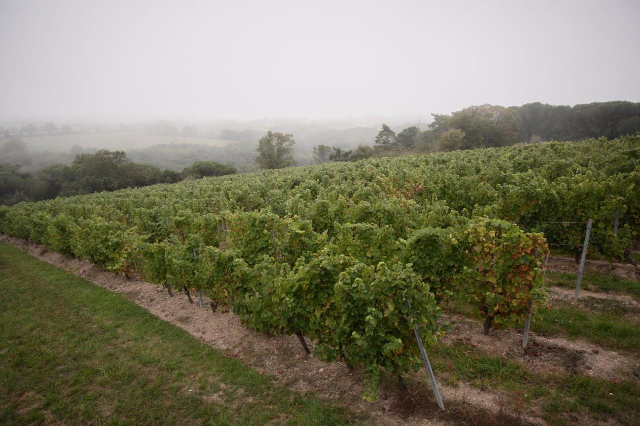 Rochefort-sur-Loire Vignoble Chateau Piegue - Winery المظهر الخارجي الصورة