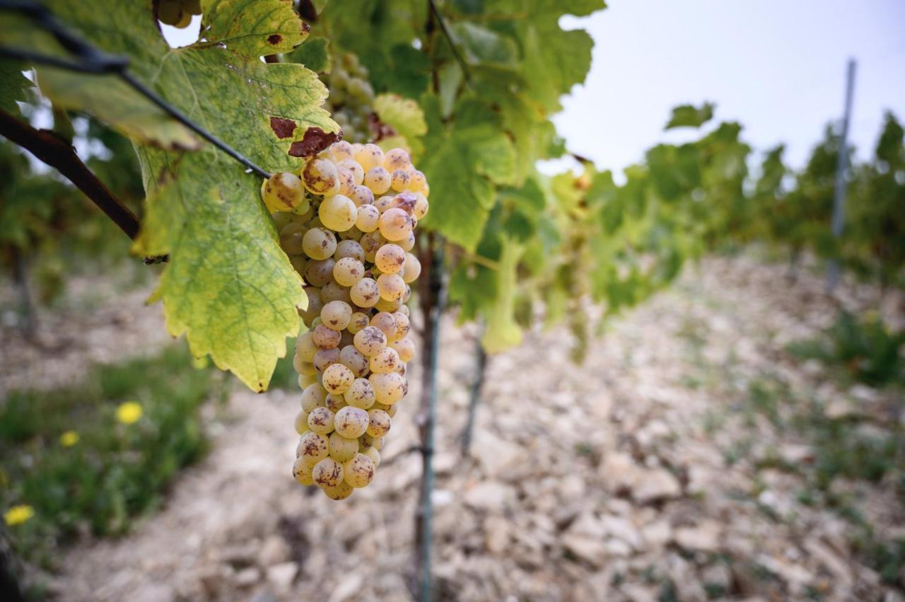Rochefort-sur-Loire Vignoble Chateau Piegue - Winery المظهر الخارجي الصورة