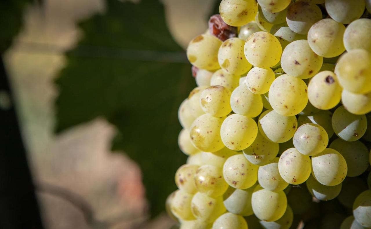 Rochefort-sur-Loire Vignoble Chateau Piegue - Winery المظهر الخارجي الصورة