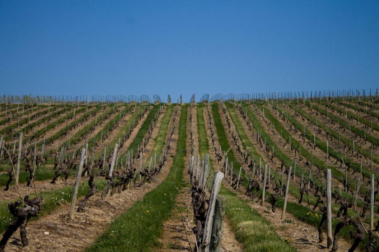 Rochefort-sur-Loire Vignoble Chateau Piegue - Winery المظهر الخارجي الصورة